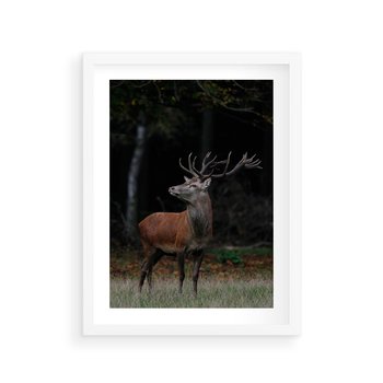 Plakat w ramie 50x70 - Spotkanie z naturą - jeleń, las - rama biała