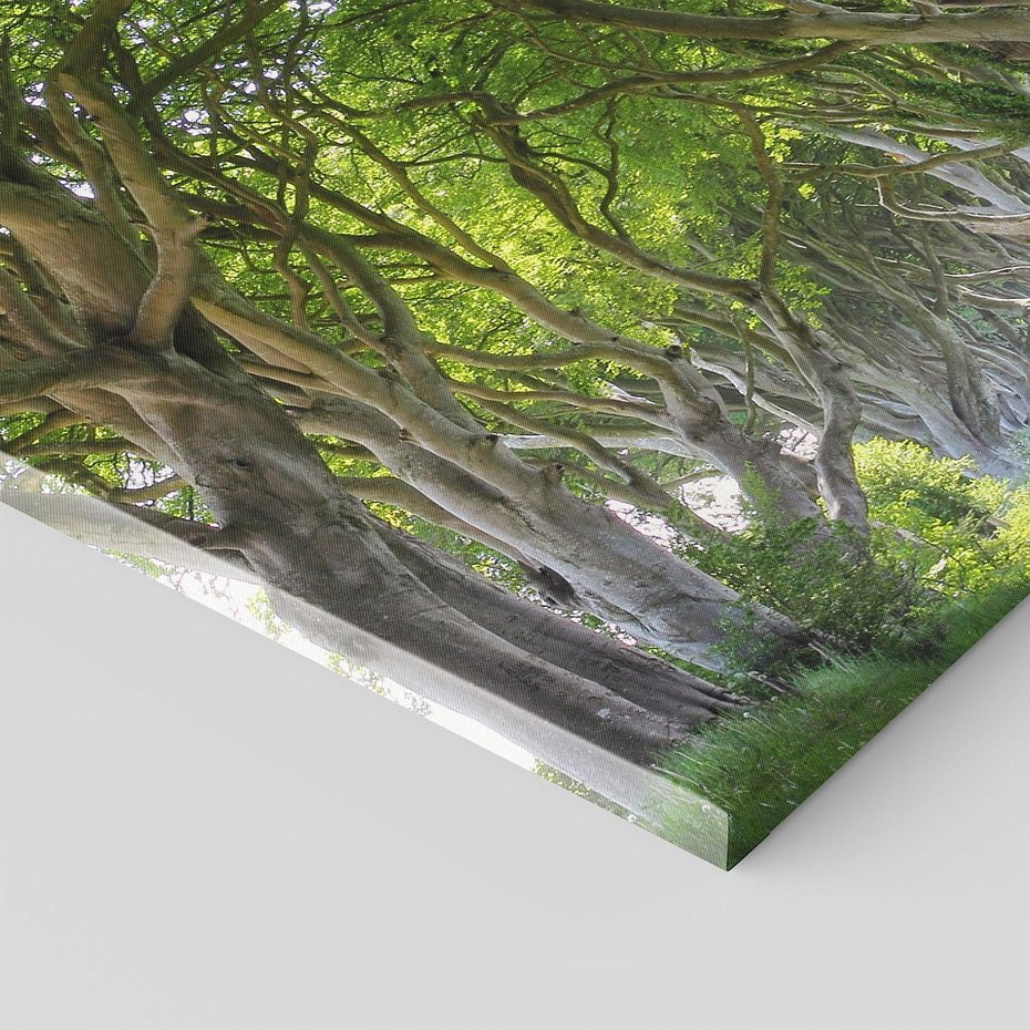 Obraz na płótnie 70x70 - Magiczny Las - drzewa, las