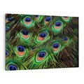 Obraz na płótnie 100x70 - Pawi Ogon - Piękno i Wspaniałość - paw, pióra