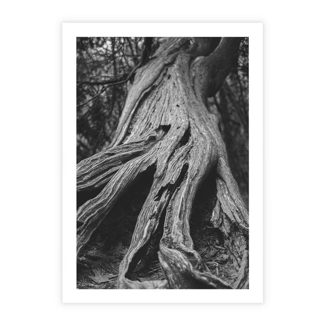 Plakat bez ramy 21x30 - Siła Natury - czarno biała fotografia, korzenie wielkiego drzewa
