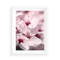 Plakat w ramie 50x70 - Kwitnąca Wiśnia - kwiaty, kwitnąca - rama biała