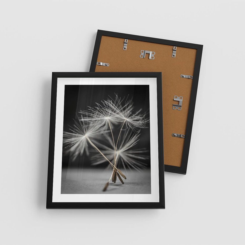 Plakat w ramie 40x50 - Delikatność dmuchawców zbliżenie - dmuchawce, zbliżenie - rama czarna