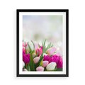Plakat w ramie 50x70 - Tulipany w pełnym rozkwicie - tulipany, kwiaty - rama czarna