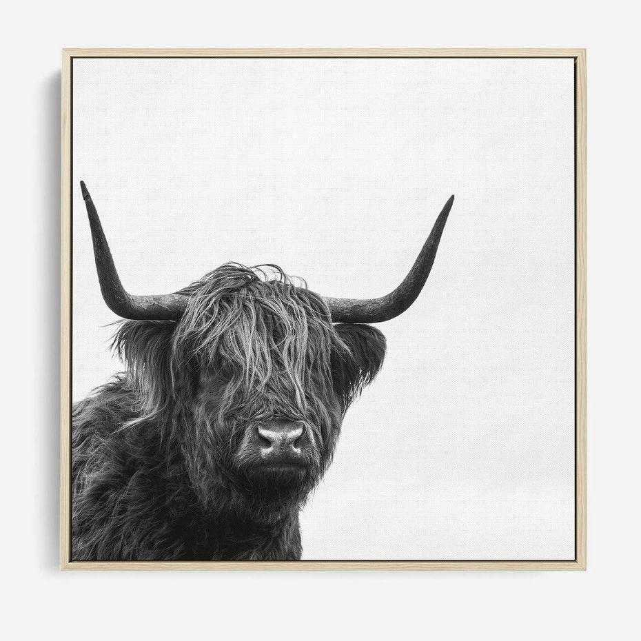 Obraz w ramie 50x50 - Moc i Spokój - amerykańskie bydło, byk - rama drewno