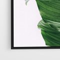 Obraz w ramie 50x50 - Zielone liście monstery - liście, monstera - rama czarna