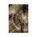 Plakat bez ramy 40x50 - Natura Pod Lupą - pień drzewa, przekrój