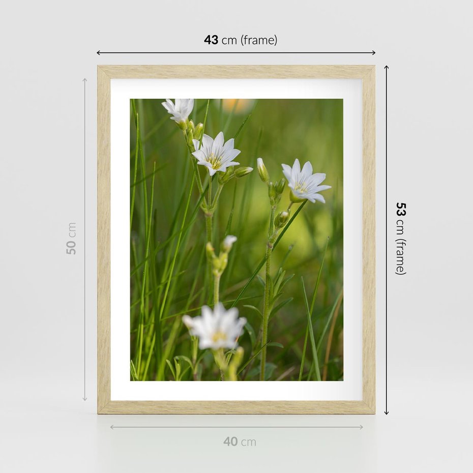 Plakat w ramie 40x50 - Kolorowa łąka - stokrotki, łąka - rama drewno