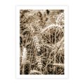 Plakat bez ramy 40x50 - Zbliżenie na Kłosy Zboża - zboża, kłosy zboża
