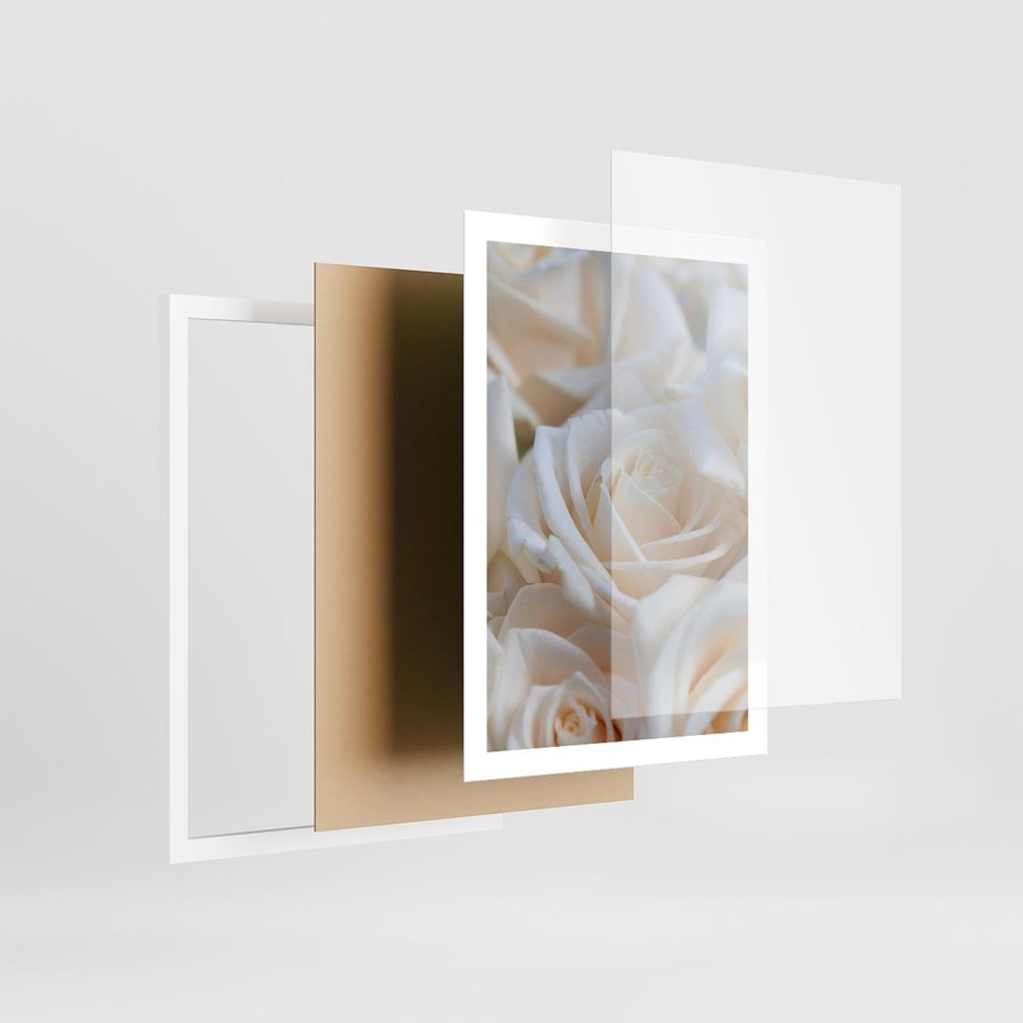 Plakat w ramie 50x70 - Białe róże piękności - białe, róże - rama biała