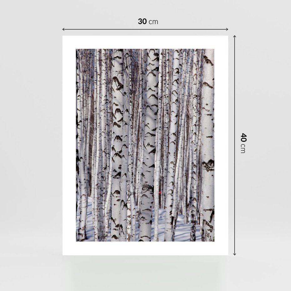 Plakat bez ramy 30x40 - Lśniące Brzozy - brzozy, las