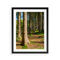 Plakat w ramie 40x50 - Las: harmonia natury - las, drzewa - rama czarna
