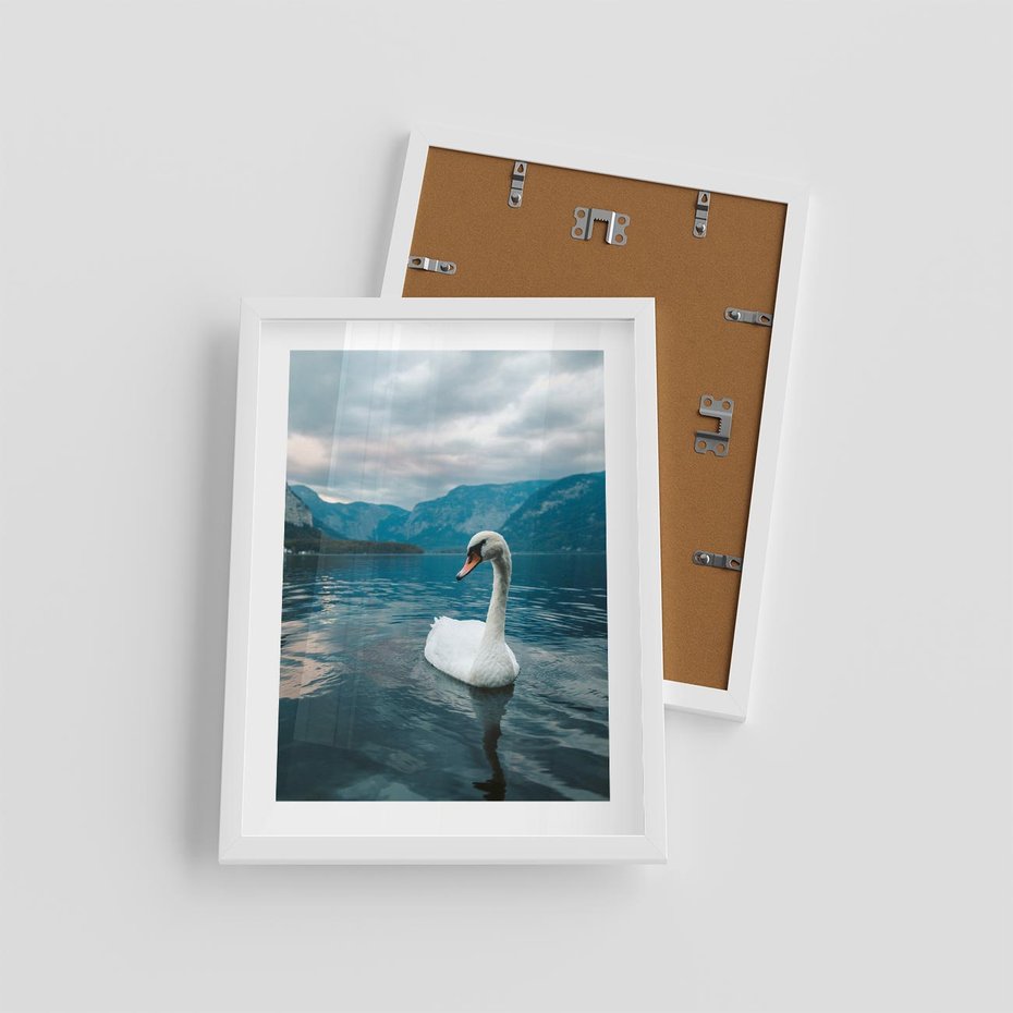 Plakat w ramie 30x40 - Łabędzi Śpiew - fotografia, plakat - rama biała