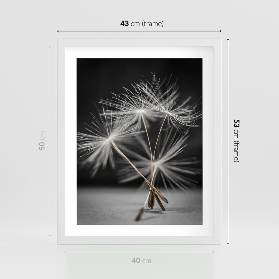Plakat w ramie 40x50 - Delikatność dmuchawców zbliżenie - dmuchawce, zbliżenie - rama biała