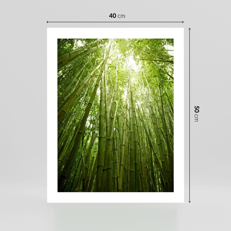 Plakat bez ramy 40x50 - Siła Natury - drzewa, las