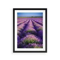 Plakat w ramie 30x40 - Malownicze Pole Lawendy - lawenda, pole - rama czarna
