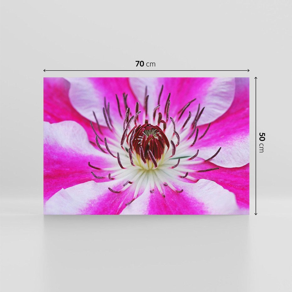 Obraz na płótnie 70x50 - delikatność natur - kwiat, kwiaty