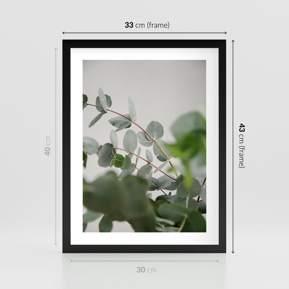 Plakat w ramie 30x40 - Liście eukaliptusa w naturze - eukaliptus, liście - rama czarna