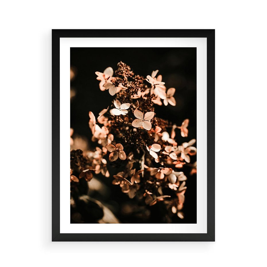 Plakat w ramie 50x70 - Hortensja - Suchy Kwiat w Sztuce - hortensja, suchy kwiat - rama czarna