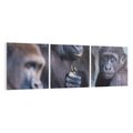 Obraz na płótnie 150x50 - Małpy w ich naturalnym środowisku - małpy, szympansy