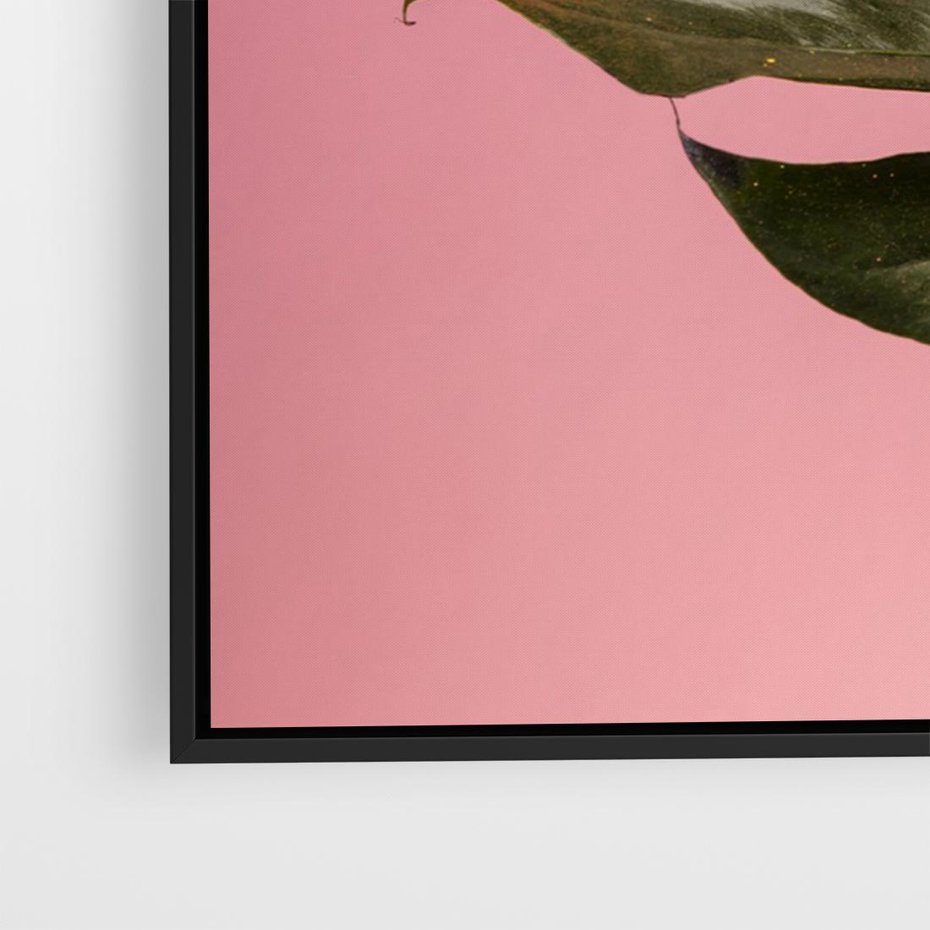 Obraz w ramie 70x50 - Majestatyczna monstera - monstera, liść - rama czarna