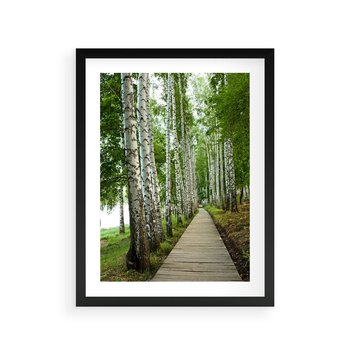 Plakat w ramie 50x70 - Spacer ścieżką przez brzozowy las - las, ścieżka - rama czarna