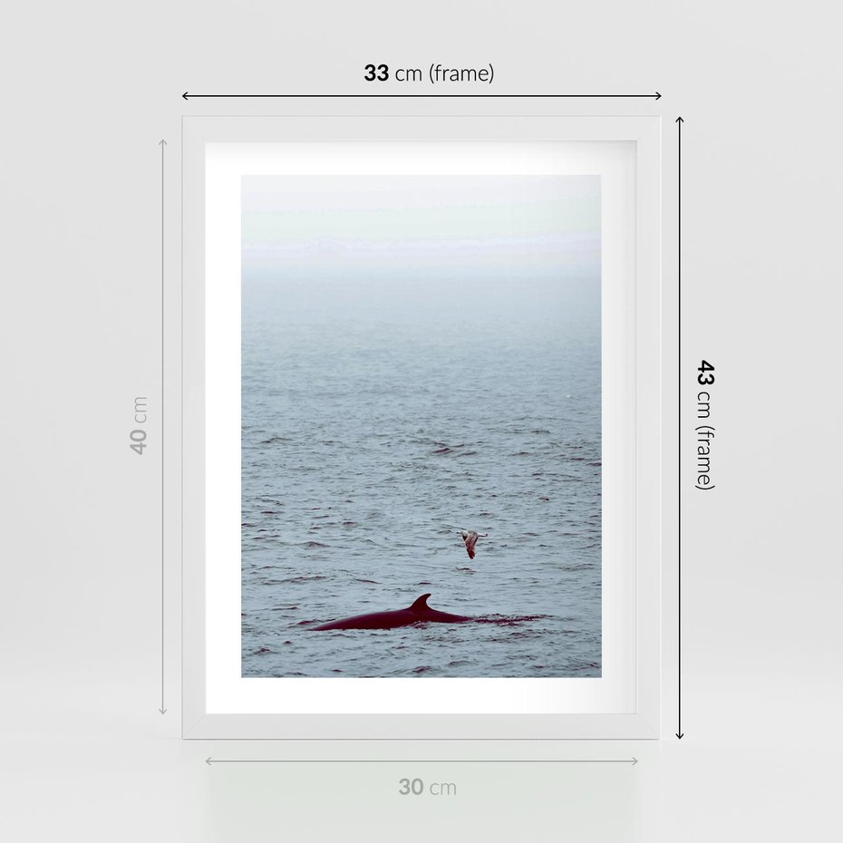 Plakat w ramie 30x40 - Spotkanie z Orką - morze, ocean - rama biała