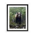 Plakat w ramie 40x50 - Spotkanie z Niedźwiedziem w Lesie - niedźwiedź, las - rama czarna