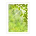 Plakat bez ramy 21x30 - Zielone liście natury - liści, zieleń