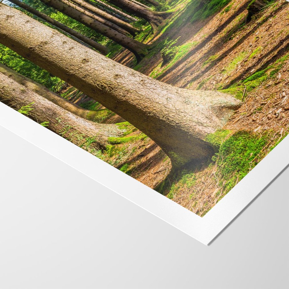 Plakat bez ramy 21x30 - Las: harmonia natury - las, drzewa