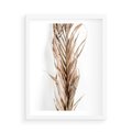 Plakat w ramie 50x70 - Minimalizm Palmowy: Sucha Uroda - sucha palma, minimalizm - rama biała