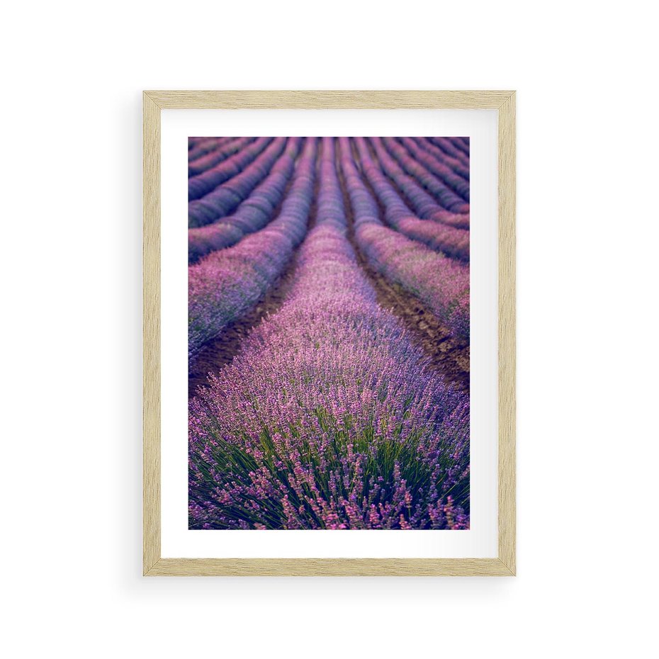 Plakat w ramie 30x40 - Pole Lawendy w Pełnej Krasie - pole lawendy, kompozycja - rama drewno