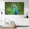 Obraz na płótnie 120x80 - Wspaniałość pawich piór - paw, pióra