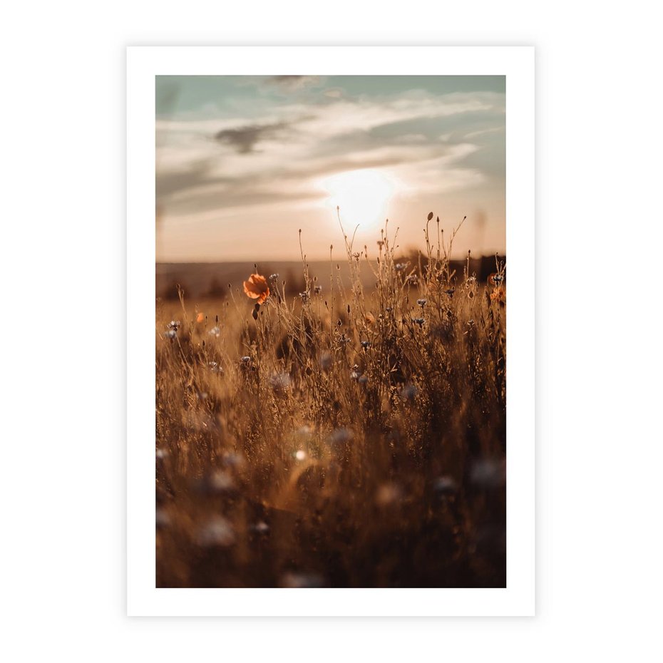 Plakat bez ramy 30x40 - Zachwyt zachodem słońca na łące - zachód, słońca