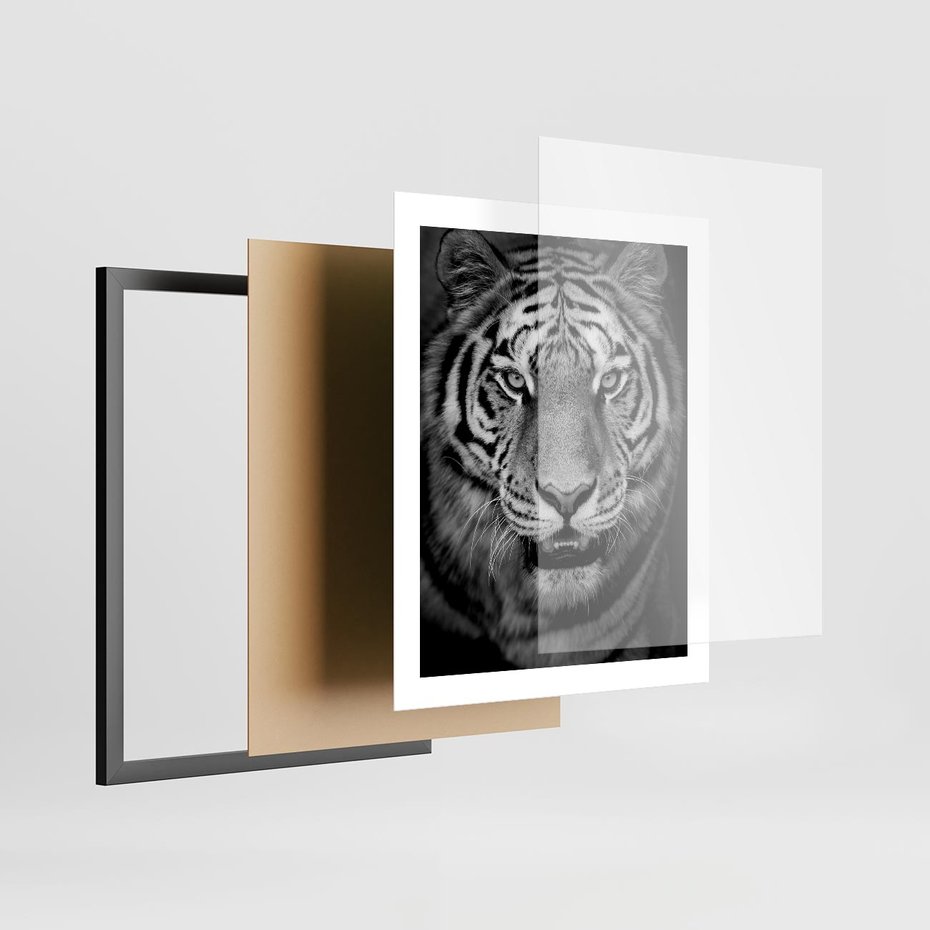 Plakat w ramie 40x50 - Tygrys Czarno-Biały: Siła i Delikatność - tygrys, czarno - rama czarna