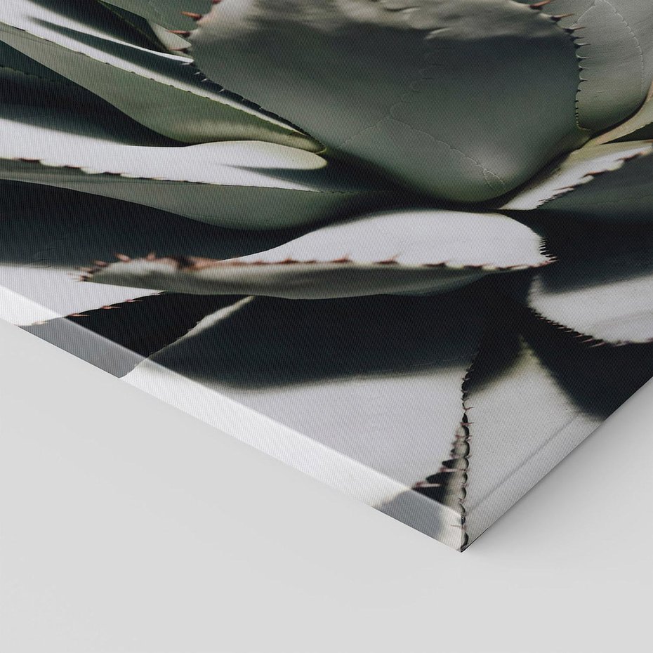 Obraz na płótnie 30x30 - Sukulenty wśród kaktusów - sukulenty, kaktusy