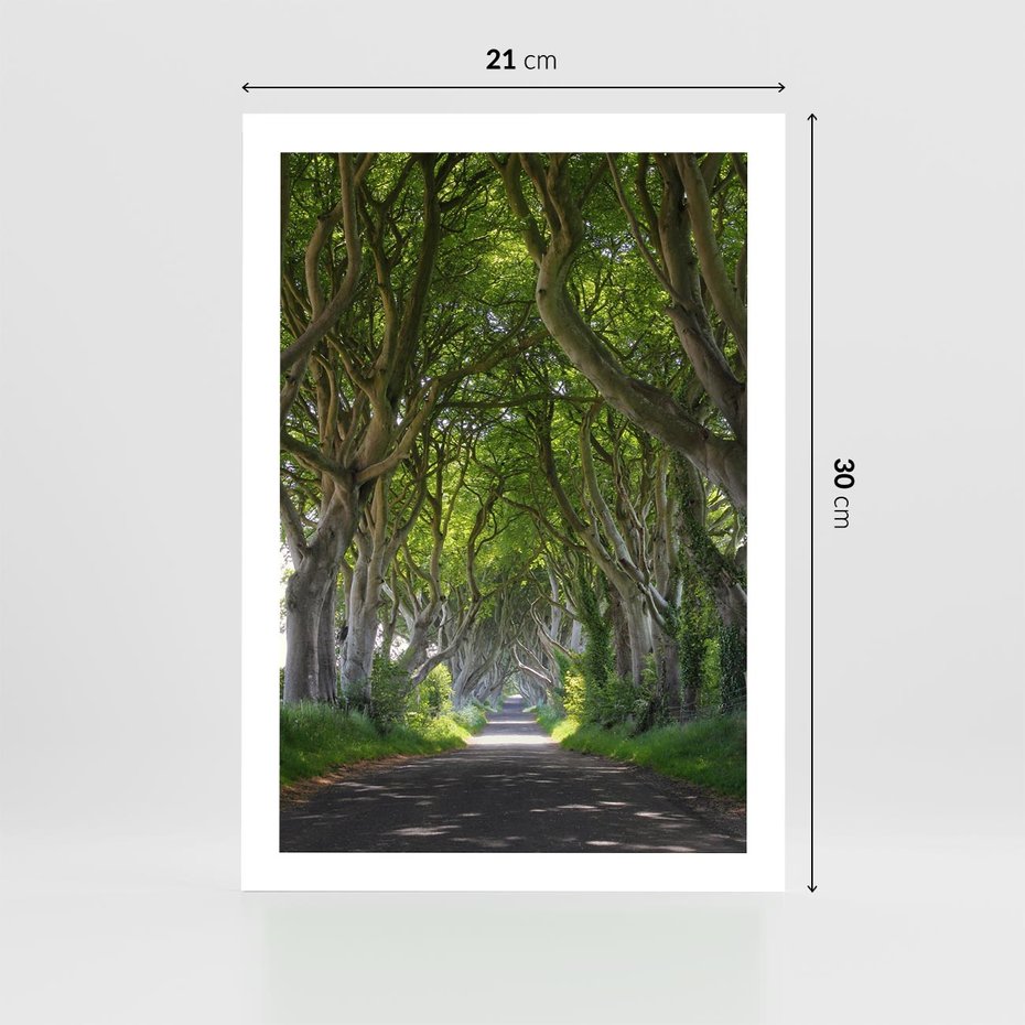 Plakat bez ramy 21x30 - Magiczny Las - drzewa, las