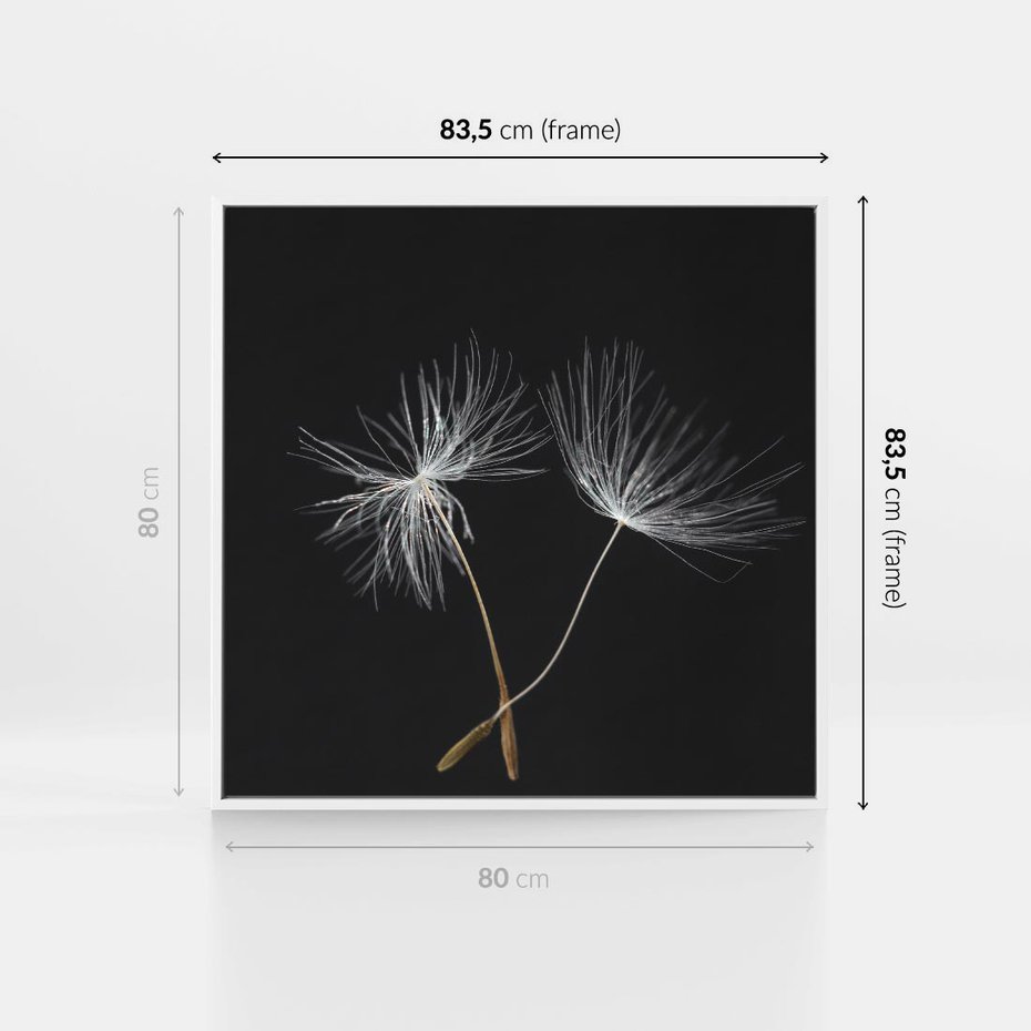 Obraz w ramie 80x80 - Delikatność Wiatru - dmuchawce, makro - rama biała