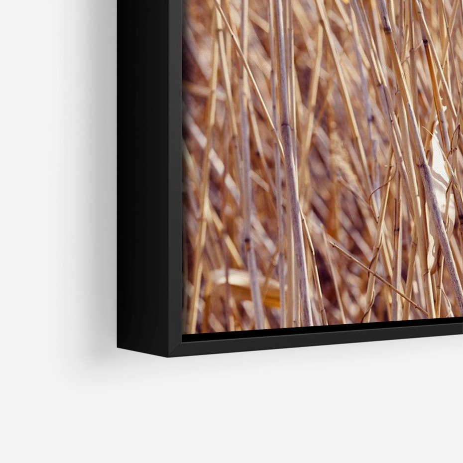 Obraz w ramie 50x70 - Mistrzowskie suche trawy - suche, trawy - rama czarna