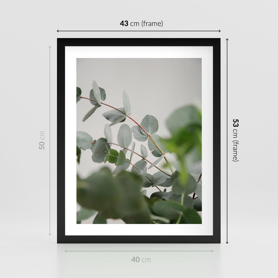 Plakat w ramie 40x50 - Liście eukaliptusa w naturze - eukaliptus, liście - rama czarna