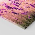 Obraz na płótnie 70x50 - Lawenda: Pachnące pole kwiatów - kwiaty, lawenda