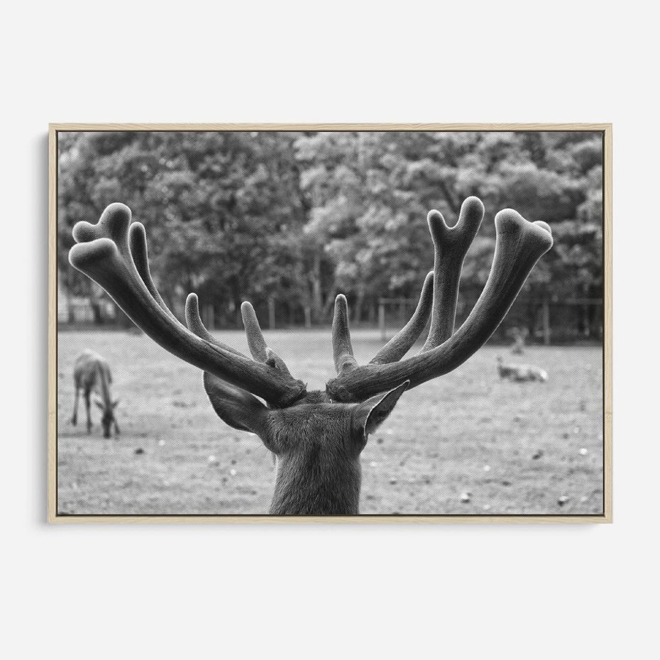 Obraz w ramie 120x80 - Przygubione motyle marzeń - fotografia czarno biała, młody jeleń w zagrodzie - rama drewno