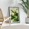 Plakat bez ramy 30x40 - Białe Piękno - białe, tulipany