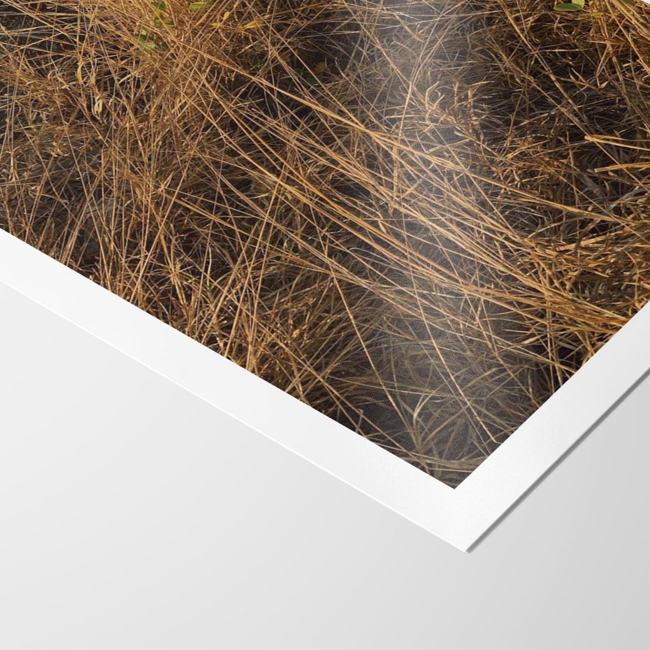 Plakat bez ramy 21x30 - Szlachetna Suchość Traw - trawy, suche trawy