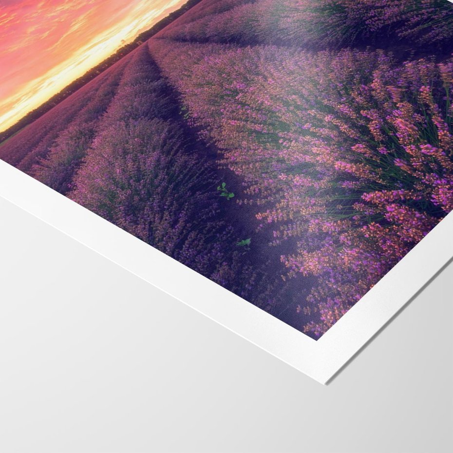 Plakat bez ramy 30x40 - Różowe Niebo nad Polami - pola lawendy, zachód słońca