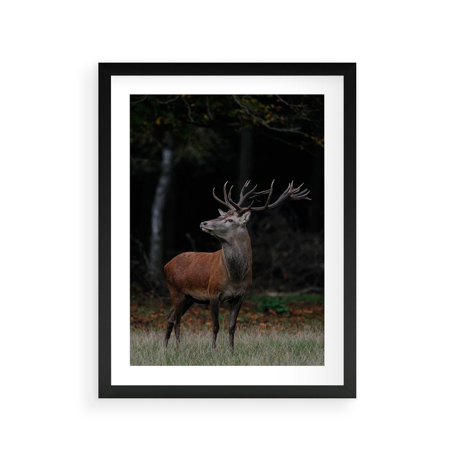 Plakat w ramie 30x40 - Spotkanie z naturą - jeleń, las - rama czarna