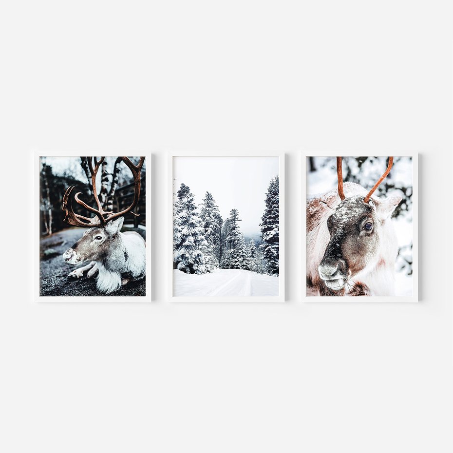 Zestaw obrazy w ramie 50x70 galeria - Renifer, zima, las, pejzaż, natura - rama biała