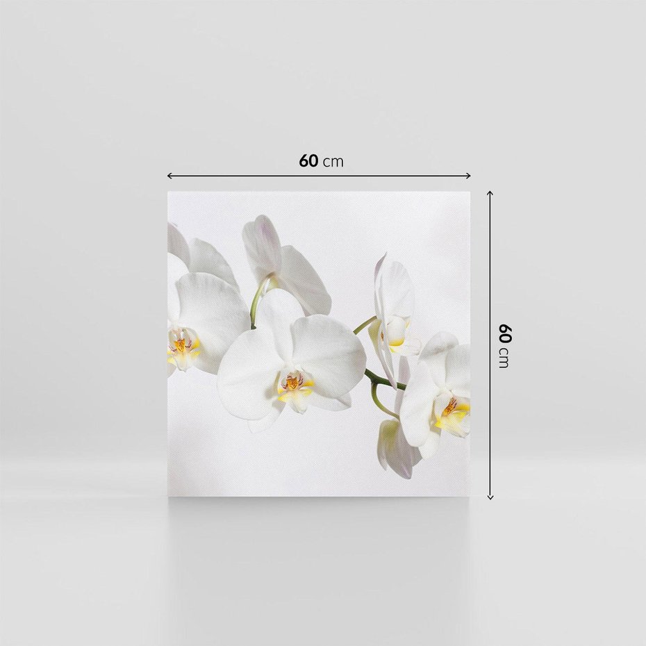 Obraz na płótnie 60x60 - Orchidea Kwiat - orchidea, kwiat
