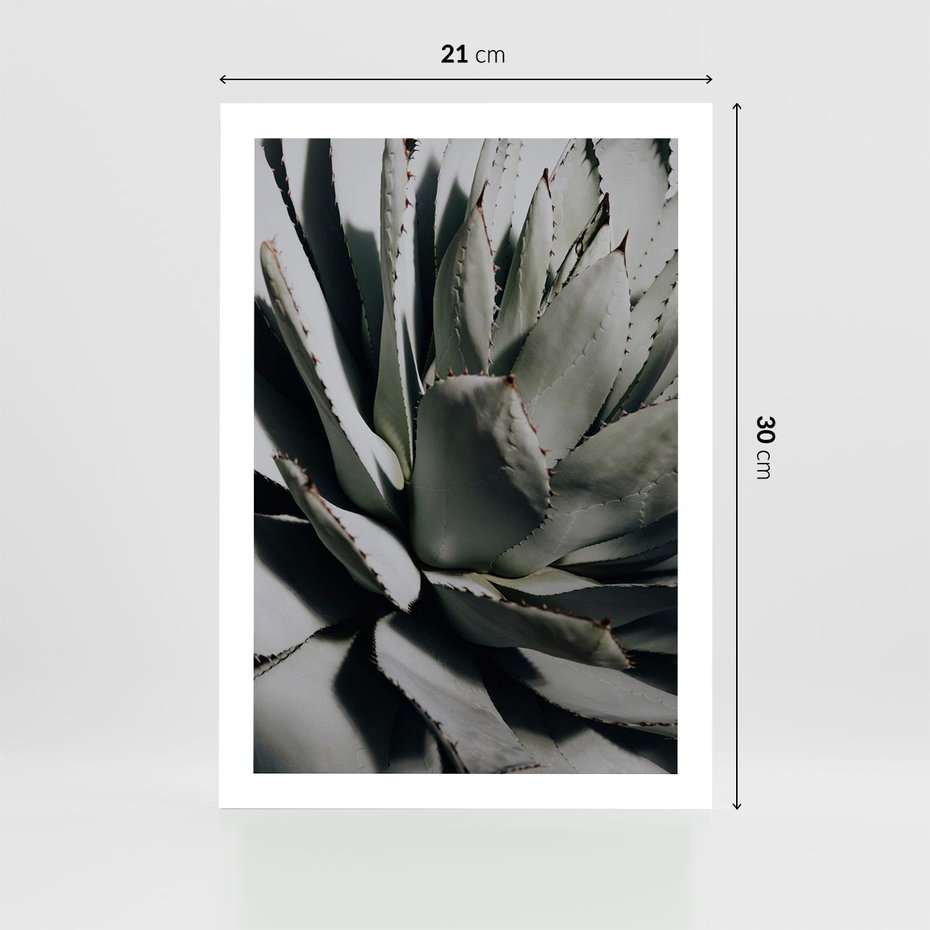 Plakat bez ramy 21x30 - Egzotyczny Raj - sukulenty, kaktusy