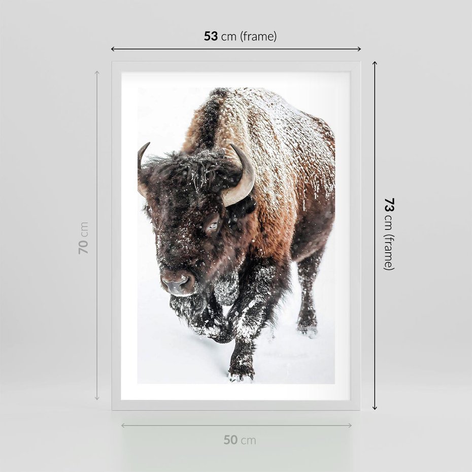 Plakat w ramie 50x70 - Zimowy Władca Puszczy - żubr, bizon - rama biała