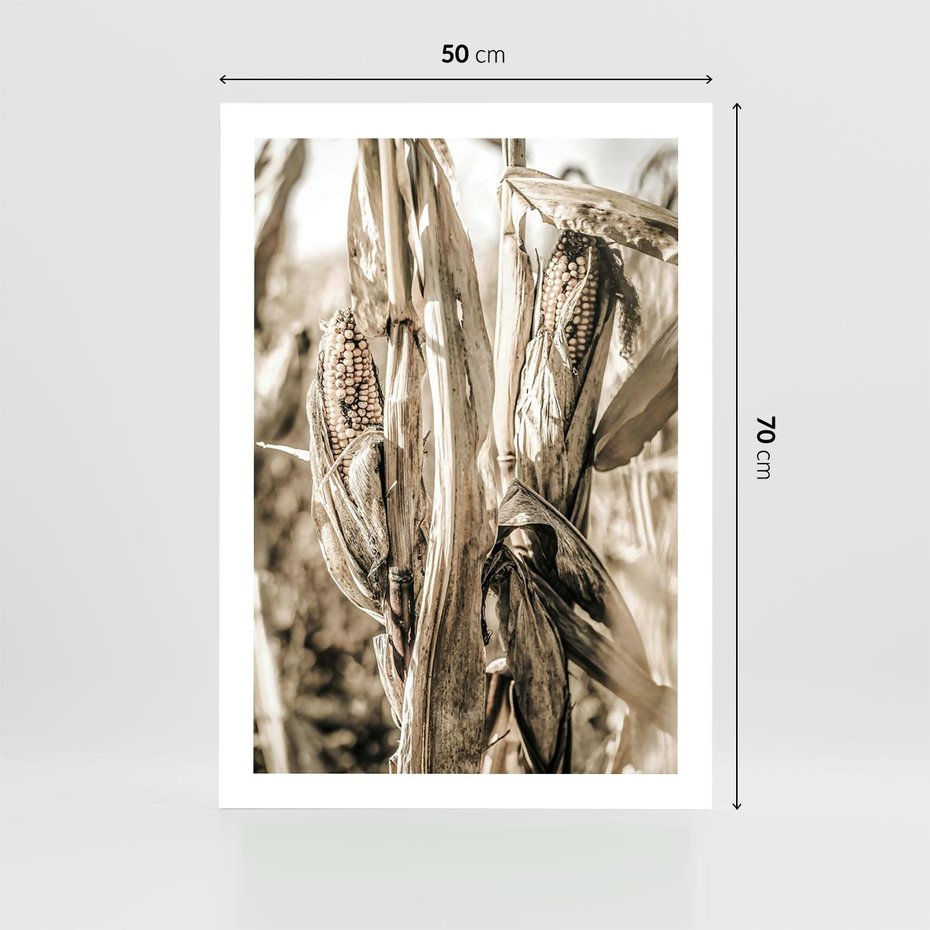 Plakat bez ramy 50x70 - Retro Pole Kukurydzy - retro zdjęcie, sepia